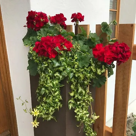 Appartement Bleierhof *